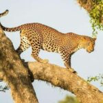 Yala National Park Private Safari Tour from Colombo/Kalutara - What Makes This Tour Stand Out?