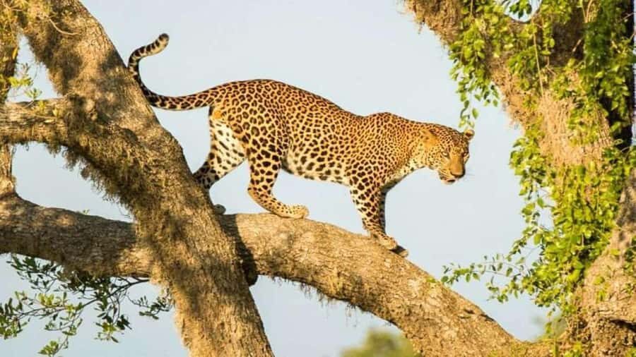 Yala National Park Private Safari Tour from Colombo/Kalutara - What Makes This Tour Stand Out?