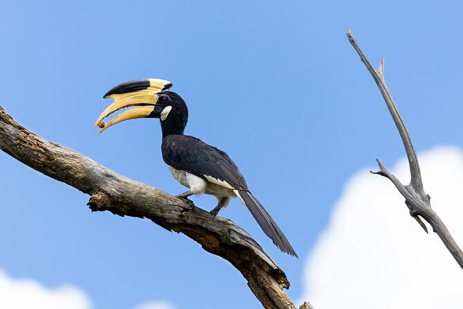 Yala National Park Private Tour with Fast Entry - An In-Depth Look at the Yala National Park Private Tour