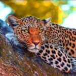 Yala National Park Safari from Ahungalla - What You Can Expect: The Experience & Practical Details