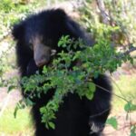 Yala National Park Safari from Hambantota Port - Price and Value Analysis