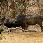 Yala National Park Safari from Tangalle - The Pros of a Safari from Tangalle