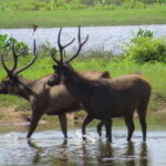 Yala National Park Safari from Tangalle - Why Choose This Safari?