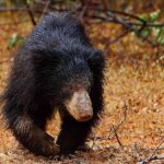 Yala National Park Safari from Udawalawe - The Experience in Detail