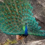 Yala National Park Safari - Half day and Full day - Authentic Experiences and Reviewer Insights