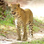 Yala National Park Safari : Half Day or Full Day Tours - Frequently Asked Questions