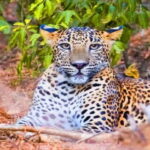 "Yala National Park Safari-Half-Day Safari Guided Adventure" - Who Should Book This Tour?