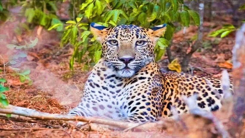"Yala National Park Safari-Half-Day Safari Guided Adventure" - Who Should Book This Tour?