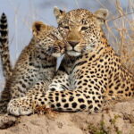 Yala National Park Safari Tours From Hambantota port - Summary and Who It’s Best For
