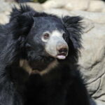 Yala National Park Safari Tours - Half Day & Full Day - Who Is This Safari Best For?