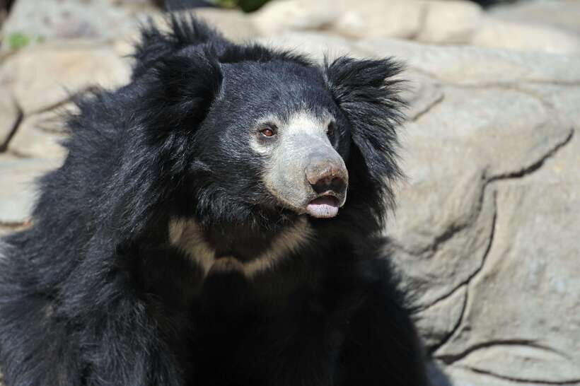 Yala National Park Safari Tours - Half Day & Full Day - Who Is This Safari Best For?