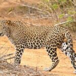 Yala National Park Safari Tours -Half Day & Full Day - Practical Details to Keep in Mind