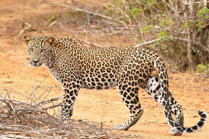 Yala National Park Safari Tours -Half Day & Full Day - Practical Details to Keep in Mind