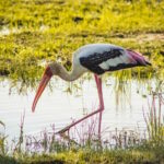 Yala National Park Safari Tours: Half Day/Full-Day Safari - Who Should Book This Safari?