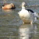 Yala National Park Safari Tours Morning/ Evening/ Full Day - The Sum Up