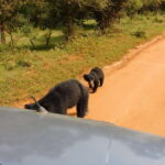 Yala National Park Safari Tours: Morning/Evening/Full Day - The guides: What makes the difference?