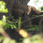 Yala: National Park Safari with Jeep - The Benefits of Booking with Ranweli Tours