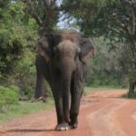 Yala National Park Special Leopard Safari Tour - What the Itinerary Looks Like