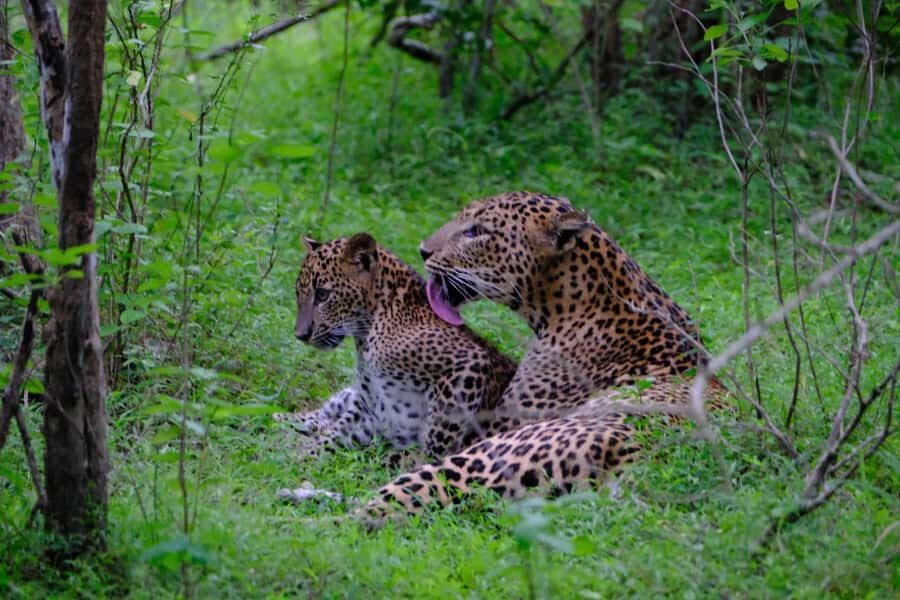 Yala Osha Safari Half day/Full day with Meals - The Sum Up  