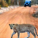 Yala: Private Safari Day Trip with Lunch & Entry Fees - Why This Tour Works Well