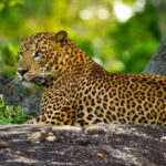 Yala Private Safari: Half-Day or Full-Day with Picnic Lunch - Authentic Encounters and Insights from Reviews