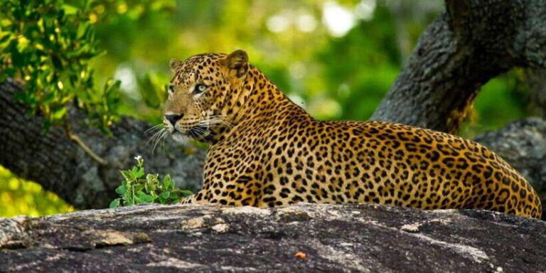 Yala Private Safari: Half-Day or Full-Day with Picnic Lunch - Authentic Encounters and Insights from Reviews