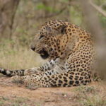 Yala Safari : 7 & 12-Hour Leopard Jeep Tours with Breakfast - The Value & Practical Details