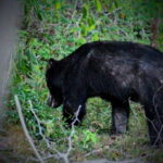 Yala Safari : 7 & 12-Hour Leopard Jeep Tours with Breakfast - Practical Tips & Considerations