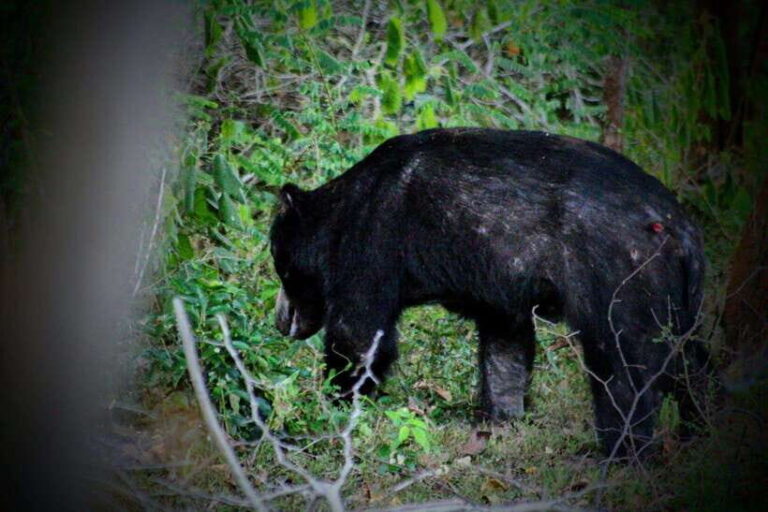 Yala Safari : 7 & 12-Hour Leopard Jeep Tours with Breakfast - Practical Tips & Considerations
