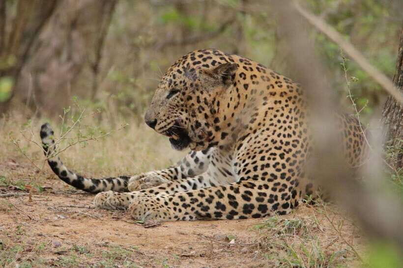 Yala Safari : 7 & 12-Hour Leopard Jeep Tours with Breakfast - The Value & Practical Details