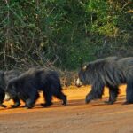 Yala Safari and Transfer to Arugam Bay - What We Appreciate About This Tour
