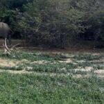 Yala Safari Day Tour - Practical Tips for Your Yala Safari