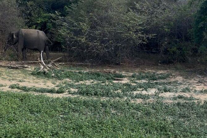 Yala Safari Day Tour - Practical Tips for Your Yala Safari