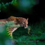 Yala Safari From Tissamaharama Safari Adventure - The Experience in Detail: Pros, Cons, and Practical Tips