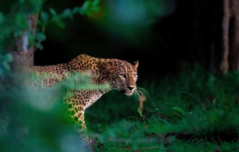 Yala Safari From Tissamaharama Safari Adventure - Exploring Lesser-Known Routes