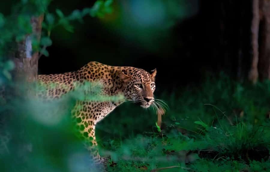 Yala Safari From Tissamaharama Safari Adventure - The Experience in Detail: Pros, Cons, and Practical Tips