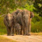 Yala Safari: High-Luxury PRIVATE Tours with Entry Tickets - Who Should Book This Tour?