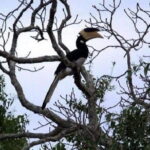 Yala Safari Private Day Tour From Kaluthara/Beruwala/Bentota/Kosgoda/Ahungalla - What Makes This Tour Stand Out?