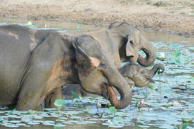 YALA SAFARI TOUR from Galle/Mirissa/Matara/Tangalle/Ella & More.. - Why Choose This Safari?