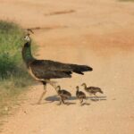 Yala Safari Tour from Hambantota Port by Ajith Safaris - What Makes This Tour Stand Out?