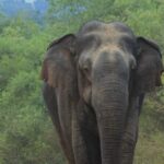 Yala safari Tours Morning /Afternoon /Full Day - Detailed Breakdown of the Tour Features