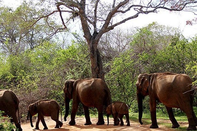 Yala Safari - Yala National Park - An In-Depth Look at the Yala Safari Experience