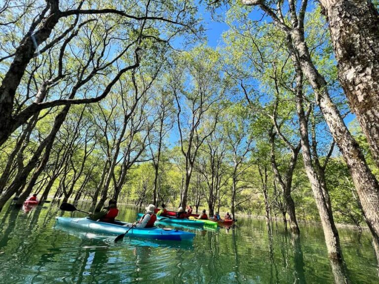 Yamagata: Private Canoe Tour in Submerged Forest - What You Can Expect