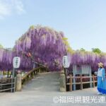 Yanagawa Great Wisteria and Traditional Canal Boat Experience - Who Will Enjoy This Tour?