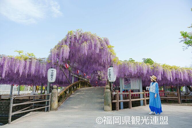 Yanagawa Great Wisteria and Traditional Canal Boat Experience - Who Will Enjoy This Tour?