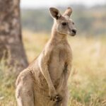 Yarra Valley by night! Private wine, whisky and dinner tour - Who Will Love This Experience?