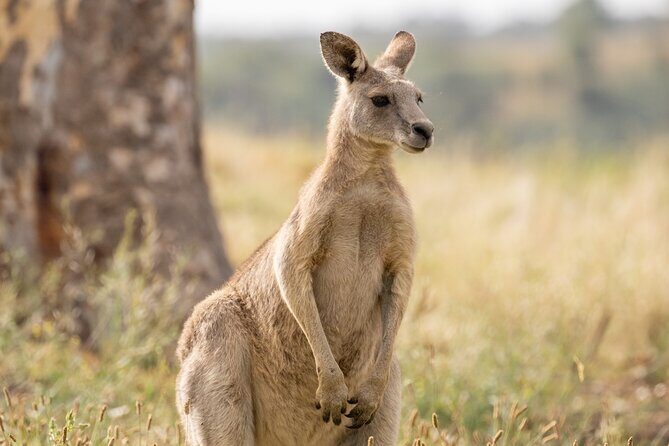 Yarra Valley by night! Private wine, whisky and dinner tour - Who Will Love This Experience?