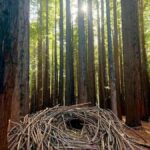 Yarra Valley | Redwoods, Wildlife, Wine, Chocolate - Exploring the Itinerary: What to Expect