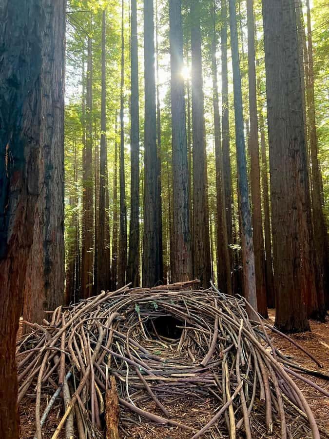 Yarra Valley | Redwoods, Wildlife, Wine, Chocolate - Exploring the Itinerary: What to Expect