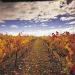 Yarra Valley: Winery Tour with Lunch at Yering Station - What Really Sets This Tour Apart